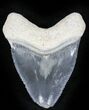 Bone Valley Megalodon Tooth #22920-1